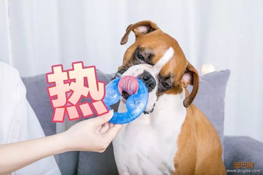 为什么夏季降温方式那么多，你只想到给狗喝水？-18.jpeg