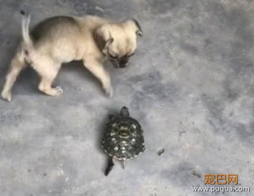 把乌龟托付给小土狗照顾，回家看到这一幕，主人：乌龟成精了-3.jpeg