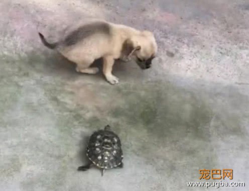 把乌龟托付给小土狗照顾，回家看到这一幕，主人：乌龟成精了-2.jpeg