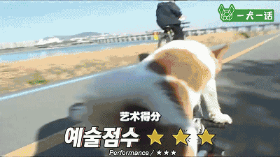 汪星人的兴趣爱好已经这么广泛了？轮滑666啊-5.gif