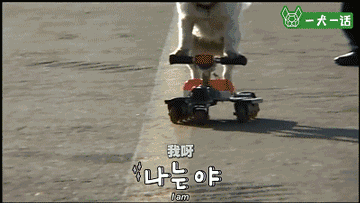 汪星人的兴趣爱好已经这么广泛了？轮滑666啊-4.gif