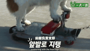 汪星人的兴趣爱好已经这么广泛了？轮滑666啊-7.gif