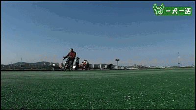 汪星人的兴趣爱好已经这么广泛了？轮滑666啊-6.gif