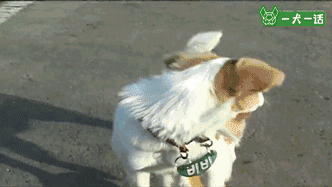 汪星人的兴趣爱好已经这么广泛了？轮滑666啊-11.gif