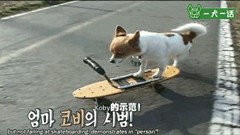 汪星人的兴趣爱好已经这么广泛了？轮滑666啊-10.gif
