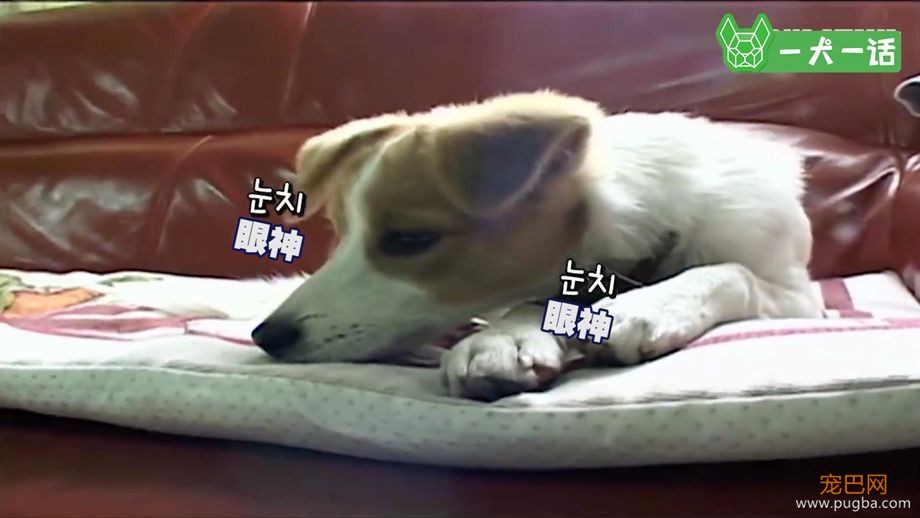 汪星人的兴趣爱好已经这么广泛了？轮滑666啊-14.jpeg