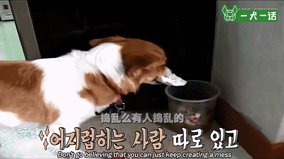 汪星人的兴趣爱好已经这么广泛了？轮滑666啊-13.gif