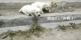 萌出鼻血！一窝小奶狗排排队过小沟，结果……-1.gif