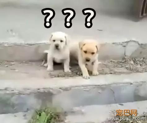 萌出鼻血！一窝小奶狗排排队过小沟，结果……-2.jpg