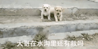萌出鼻血！一窝小奶狗排排队过小沟，结果……-3.gif