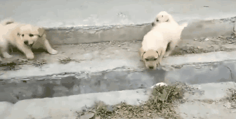萌出鼻血！一窝小奶狗排排队过小沟，结果……-4.gif
