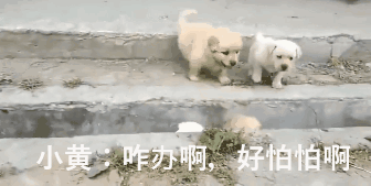 萌出鼻血！一窝小奶狗排排队过小沟，结果……-5.gif