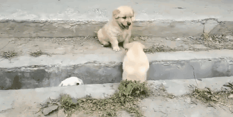 萌出鼻血！一窝小奶狗排排队过小沟，结果……-7.gif