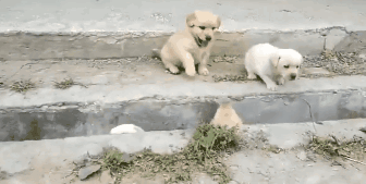 萌出鼻血！一窝小奶狗排排队过小沟，结果……-6.gif
