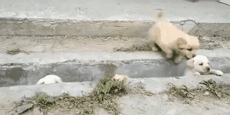 萌出鼻血！一窝小奶狗排排队过小沟，结果……-10.gif