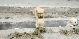 萌出鼻血！一窝小奶狗排排队过小沟，结果……-9.gif