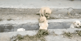 萌出鼻血！一窝小奶狗排排队过小沟，结果……-8.gif