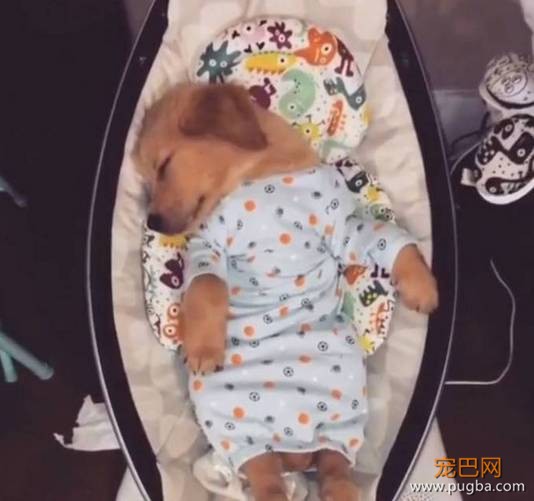 有一种萌，叫金毛小时候-11.jpeg