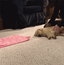 有一种萌，叫金毛小时候-21.gif