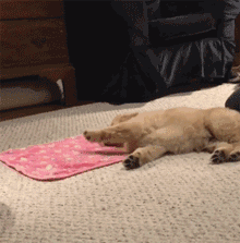 有一种萌，叫金毛小时候-22.gif