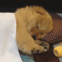 有一种萌，叫金毛小时候-23.gif