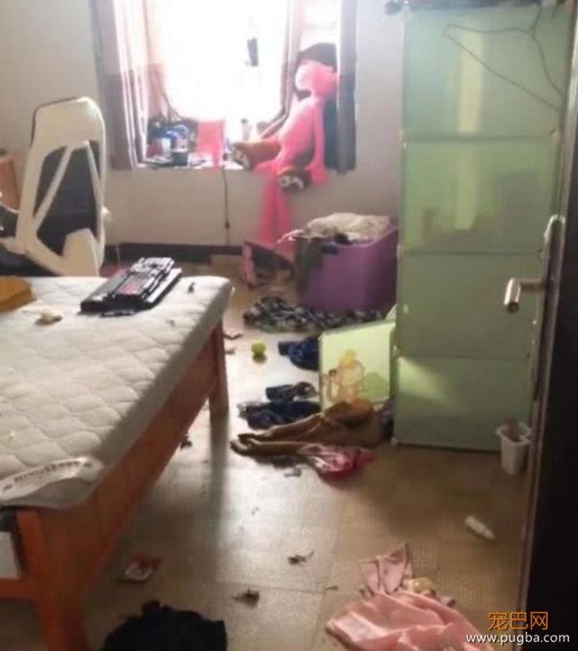大型拆家现场，狗狗识趣的躲到床底，宠主：我也很绝望！-2.jpeg