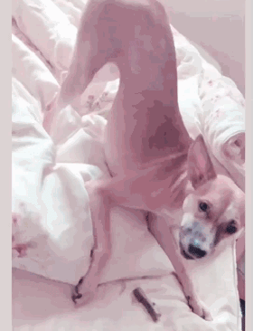 狗狗最近总是撅着屁股吃饭，铲屎官困惑不解，直到看见爸爸...-1.gif