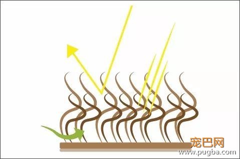 给双层毛狗狗剃毛？你大概是想毁了它吧-2.jpeg