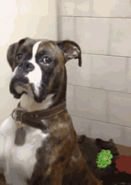 拳师犬的主人是不是天天都在笑？-6.gif