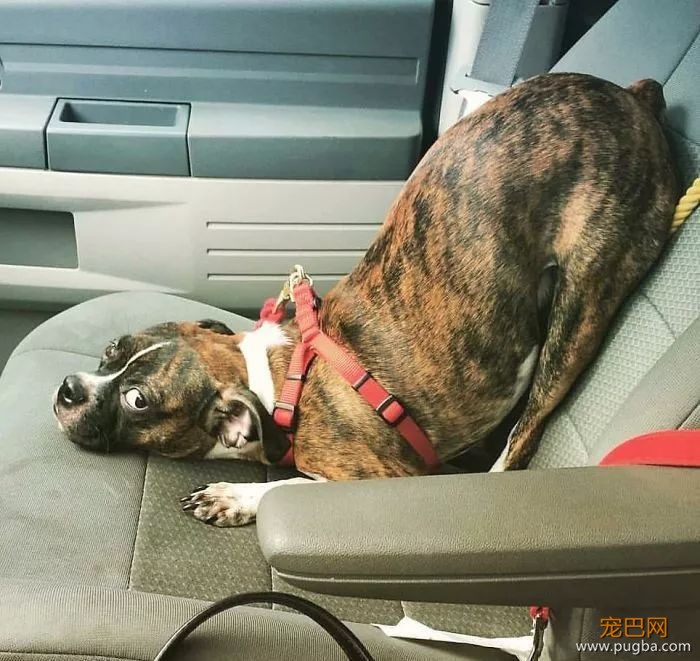 拳师犬的主人是不是天天都在笑？-19.jpeg