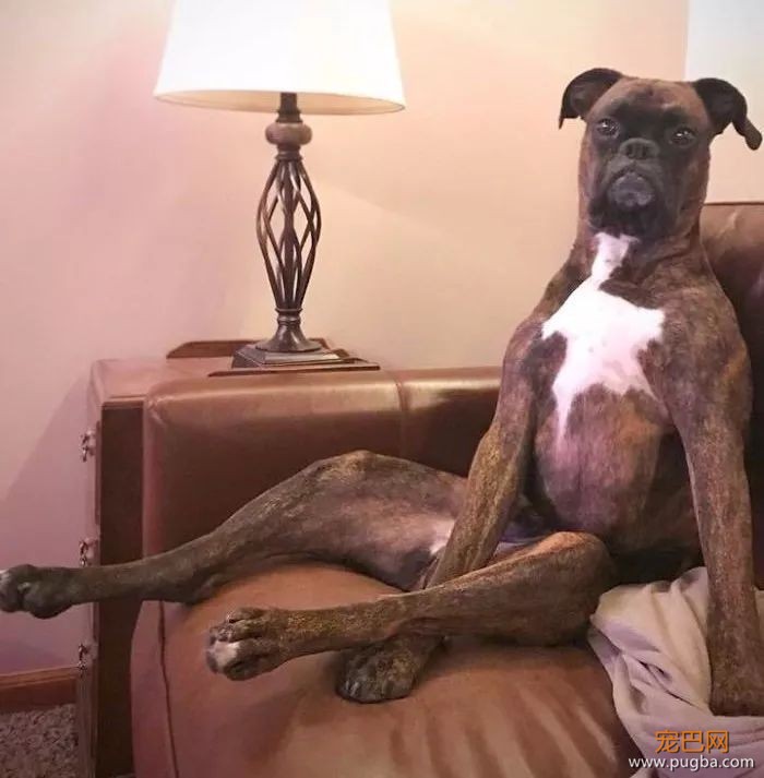 拳师犬的主人是不是天天都在笑？-23.jpeg