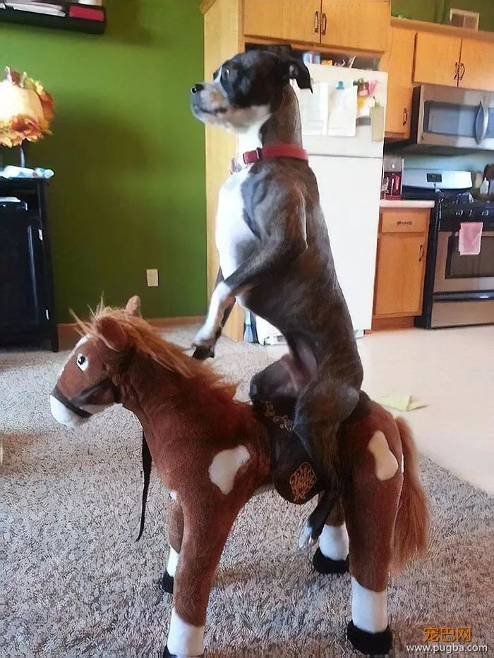 拳师犬的主人是不是天天都在笑？-27.jpeg