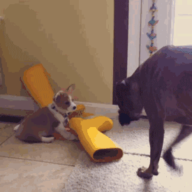 拳师犬的主人是不是天天都在笑？-34.gif