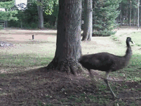 拳师犬的主人是不是天天都在笑？-33.gif