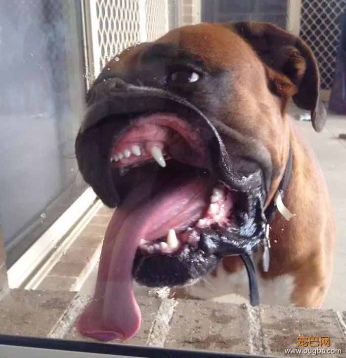 拳师犬的主人是不是天天都在笑？-36.jpeg