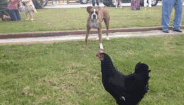 拳师犬的主人是不是天天都在笑？-35.gif