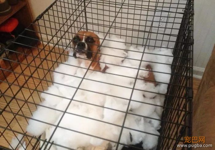 拳师犬的主人是不是天天都在笑？-41.jpeg