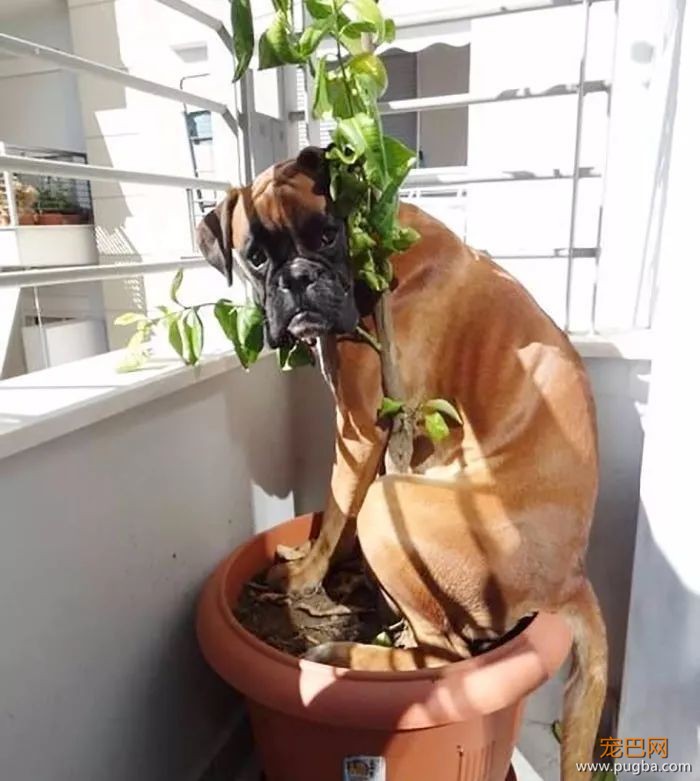 拳师犬的主人是不是天天都在笑？-43.jpeg