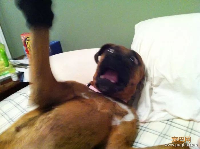 拳师犬的主人是不是天天都在笑？-40.jpeg