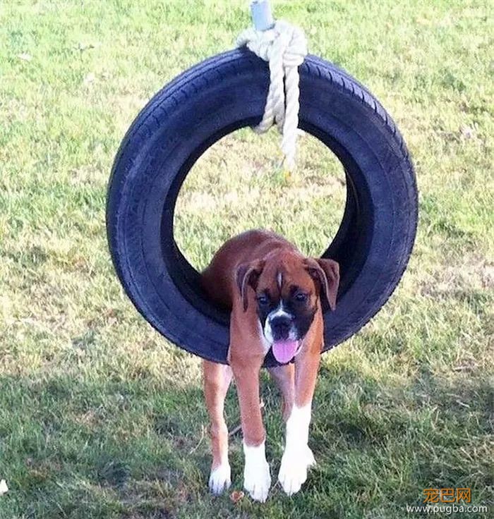 拳师犬的主人是不是天天都在笑？-42.jpeg