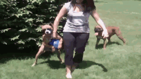 拳师犬的主人是不是天天都在笑？-39.gif