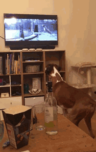 拳师犬的主人是不是天天都在笑？-44.gif