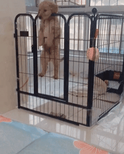 看到小金毛“悬笼自尽”，铲屎官差点被吓疯，可结果...-2.gif