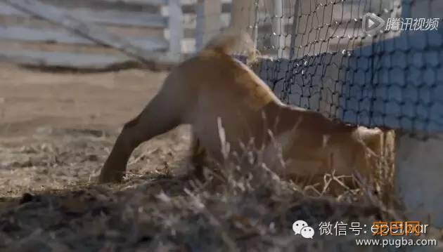 犬马情看哭好多人，只有爱狗的人才懂-1.jpeg