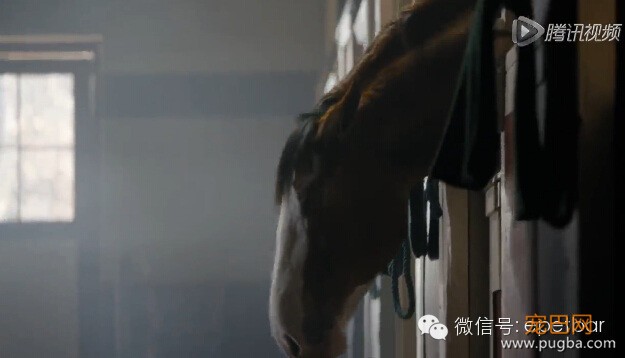 犬马情看哭好多人，只有爱狗的人才懂-6.jpeg