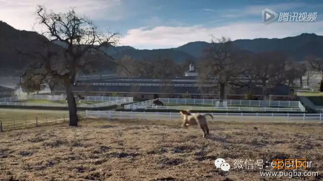 犬马情看哭好多人，只有爱狗的人才懂-2.jpeg
