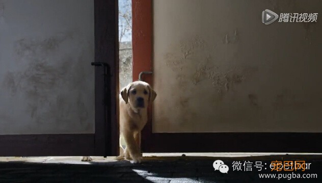 犬马情看哭好多人，只有爱狗的人才懂-3.jpeg