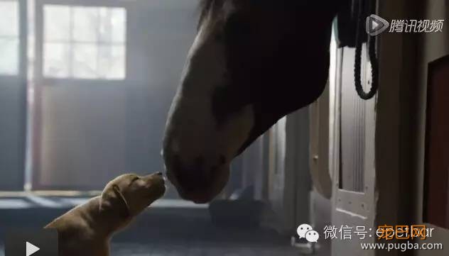 犬马情看哭好多人，只有爱狗的人才懂-7.jpeg