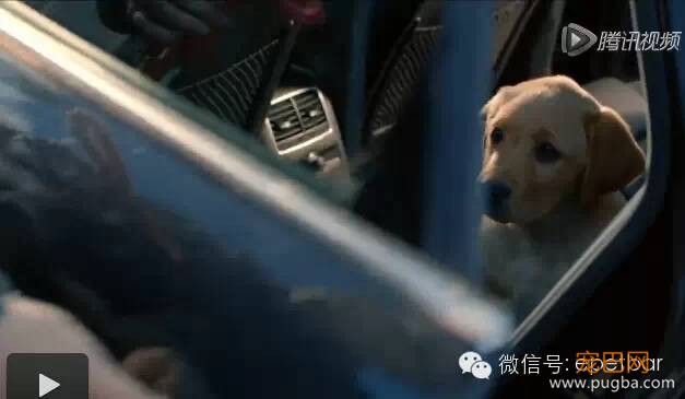 犬马情看哭好多人，只有爱狗的人才懂-12.jpeg