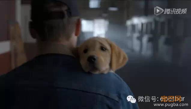 犬马情看哭好多人，只有爱狗的人才懂-9.jpeg